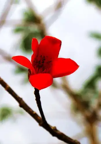 木棉花开红艳艳