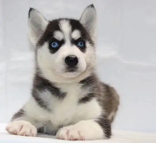 哈士奇纯种幼犬中型犬蓝眼活体雪橇犬二哈狗活幼体狗狗