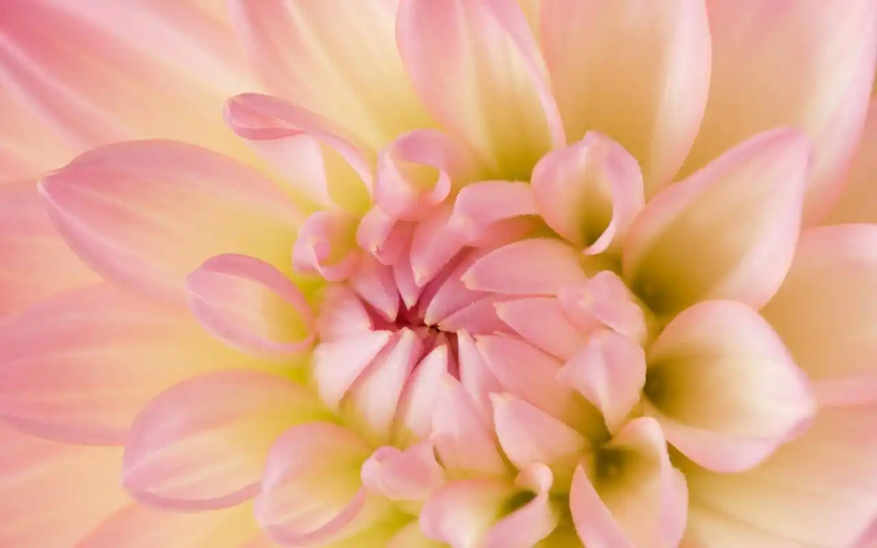 鲜艳唯美的花卉图片桌面壁纸