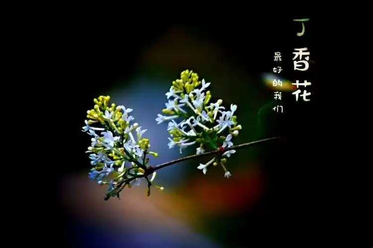 白色丁香花花语:是青春,欢笑,纯洁.