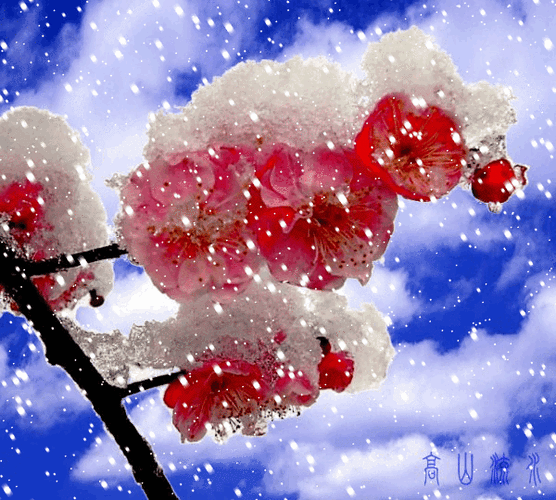 【动图制作】梅花欢喜漫天雪 - 高山流水-姜景田 - 高山流水—姜景田