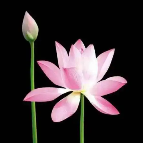 来生,我愿做一朵莲花,开在佛前,无惊无扰.