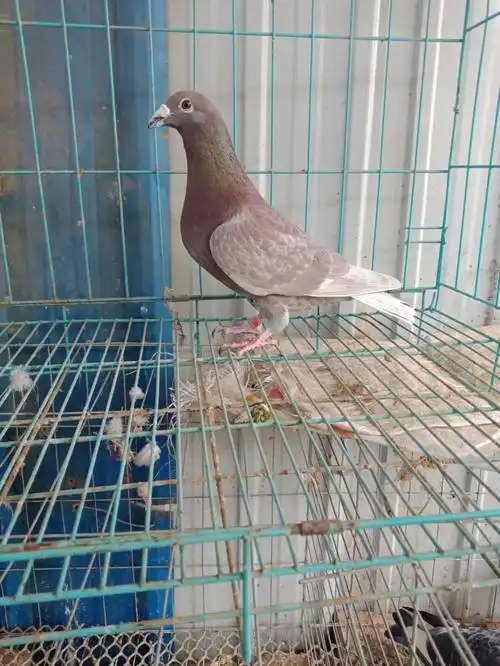 活体鸟 鸣叫_红雨点信鸽红二线信鸽活体鸽子种鸽鸽子青年鸟赛鸽成年