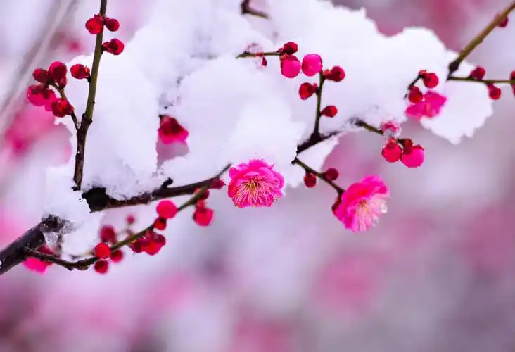 冬天的雪,是世间最美的白;梅花,是冬天里最美丽的花.