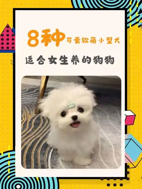 八种适合女生养的小型犬08看完记得关注我