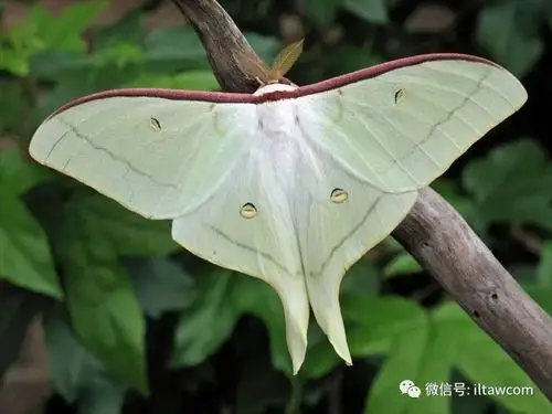 物种图册大水青蛾