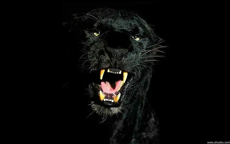 0的壁纸 纯黑色系 - oneplus 3 - 一加手机社区官方论坛