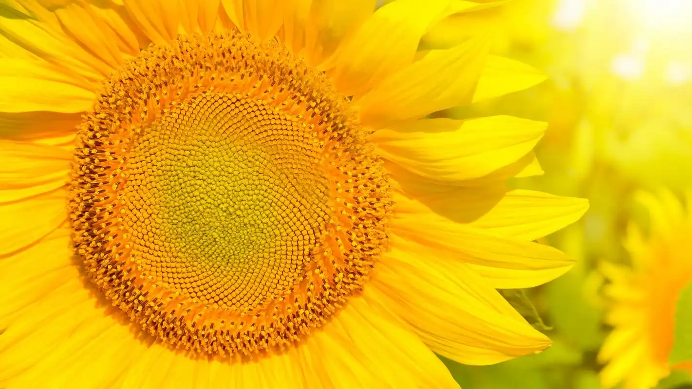 阳光下的向日葵图片高清电脑壁纸