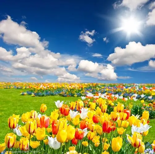 风景 关键词:蓝天白云花卉 蓝天白云草地 蓝天白云 蓝天 白云 花草