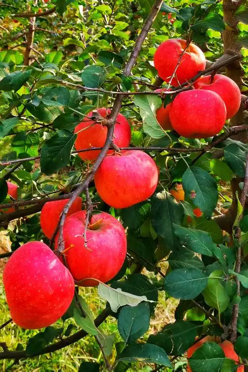 金秋农校硕果累累