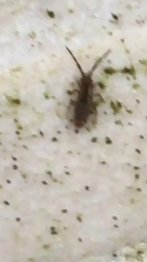 请教大家田里出现大量的跳虫,不知道是什么虫子?怎么治?谢谢!