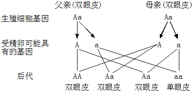 遗传图解,请据图回答下列问题:(1)人的双眼皮性状由______基因控制,单
