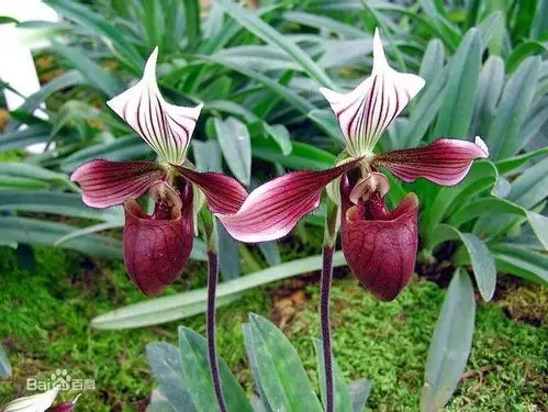 紫纹兜兰(学名:paphiopedilu.