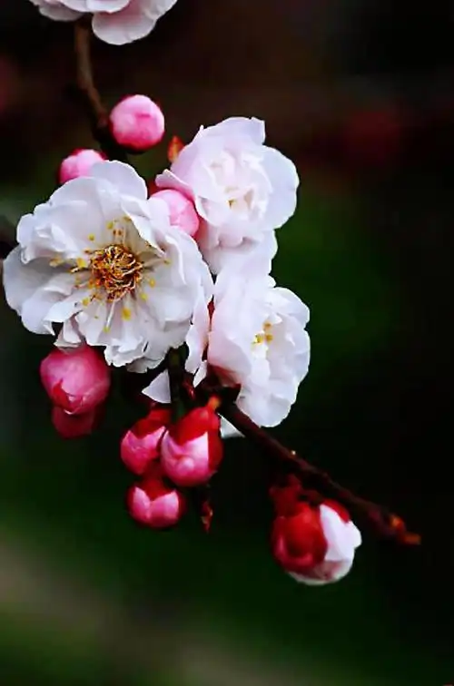 梅花品系之杏梅