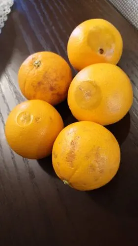 [晒单帖]总共17个橙子 ,五个是这个样子,过份了.