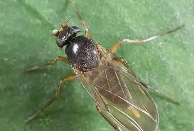 展开全部 这种应该是下水道蝇——蚤蝇.