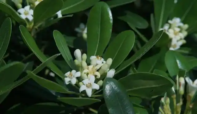 这种植物味道芳香,人称"七里香",是一种值得种植的观赏植物