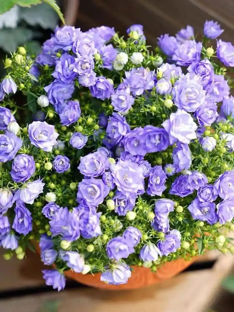 丹麦风铃,它还有一个好听的名字叫梦露. 花期在4- - 抖音