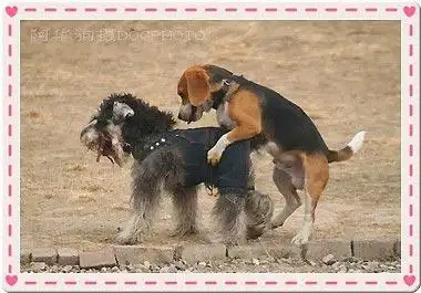 组图狗狗艳照门的各种组合2