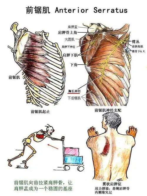 改善翼状肩胛骨不可忽视的肌肉-「前锯肌」
