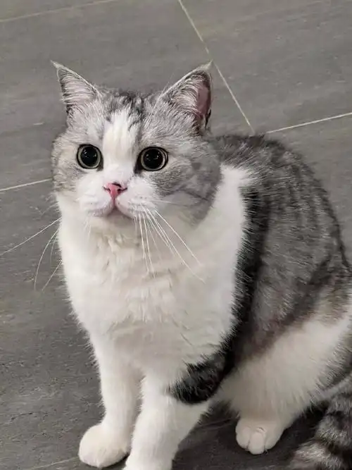 花花与三猫超话#日常分享##转发接龙开新年