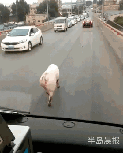 在大连立交桥上走出了六亲不认的步伐!这段视频火了