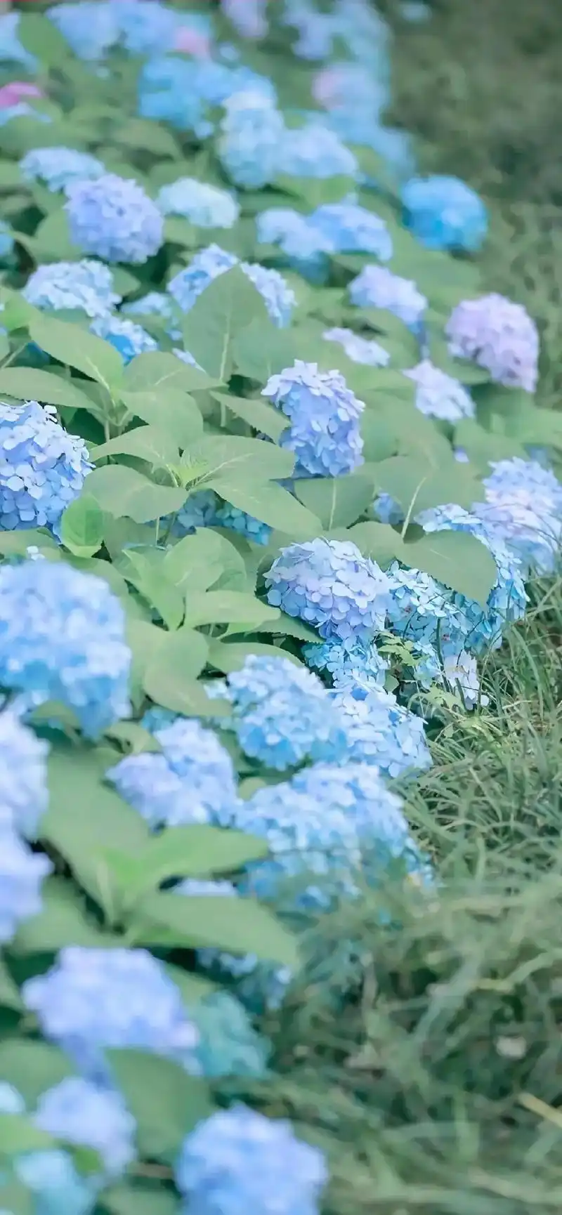 壁纸潮图 #每日推文 #治愈系风景 #文艺壁纸 #壁纸 # - 抖音