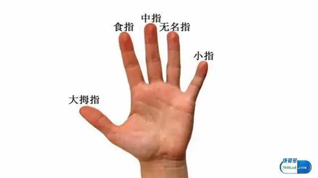 调查统计:你是食指长还是无名指 (单选)食指更长无名指更长一样长投票