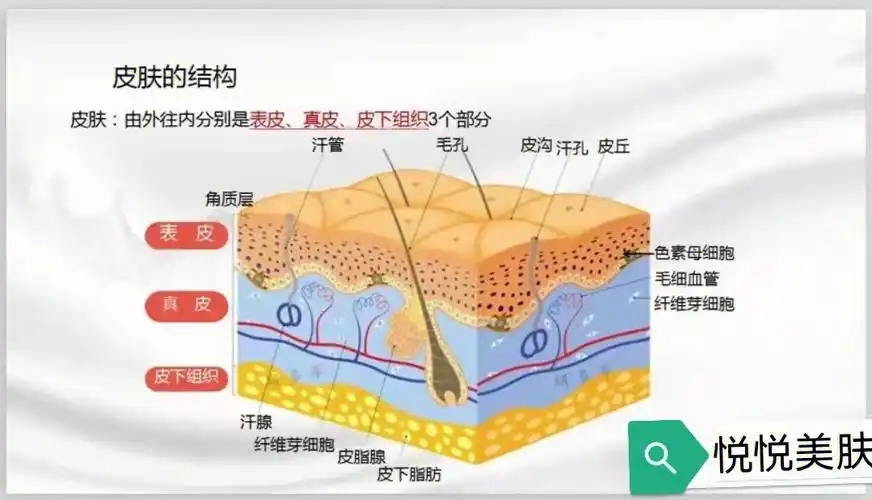 皮肤基本结构美容师必学