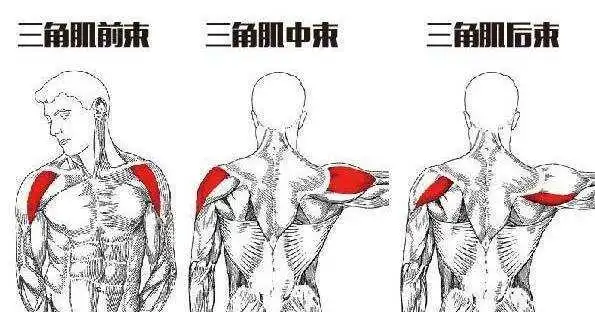 原创三角肌怎么拉伸3个拉伸动作提高训练效果