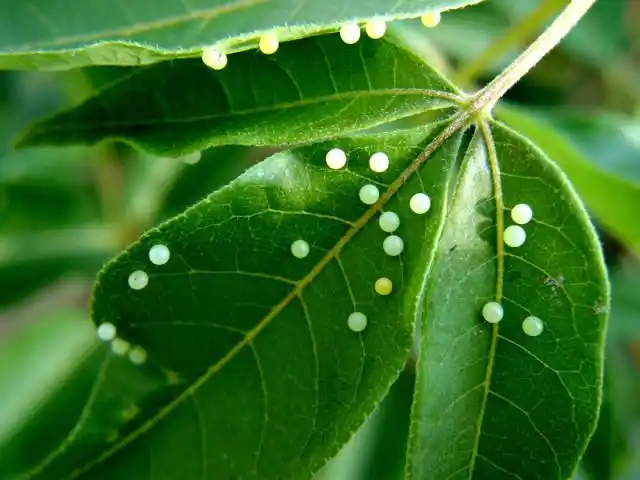 鹤顶粉蝶的卵 白带锯蛱蝶正在产卵(成串的卵) 卵实际上是一个大型的