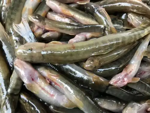 虽然现在的野生花鳅很少见,但是环境好的江河边还是可以找到他们的