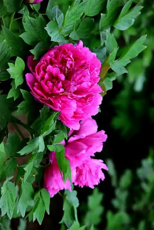 洛阳牡丹甲天下,郑州牡丹冠河南(除了洛阳)