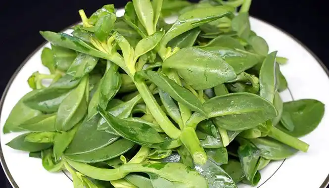 田七的养殖方法和注意事项田七的养殖方法