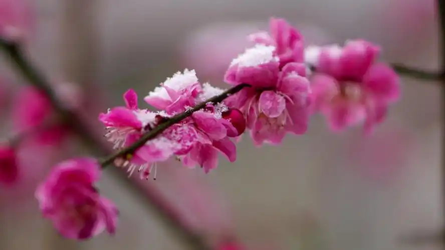 雪中梅花