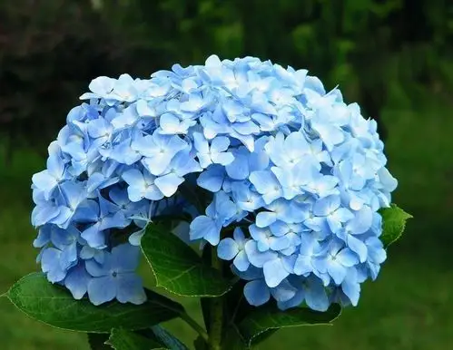 高冷.所以蓝色绣球花的本意是背叛,见异思迁.