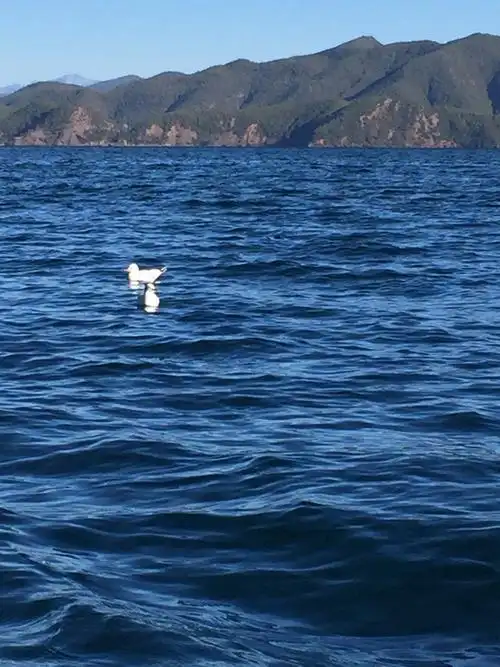 成对的海欧在蓝色的湖水中谈情说爱