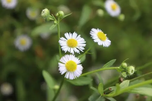 清新可爱的小野花—一年蓬