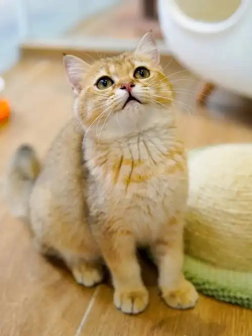 同一窝的还有3只哦#珠海猫舍  #猫舍  #大吉猫屋  #英短金渐层