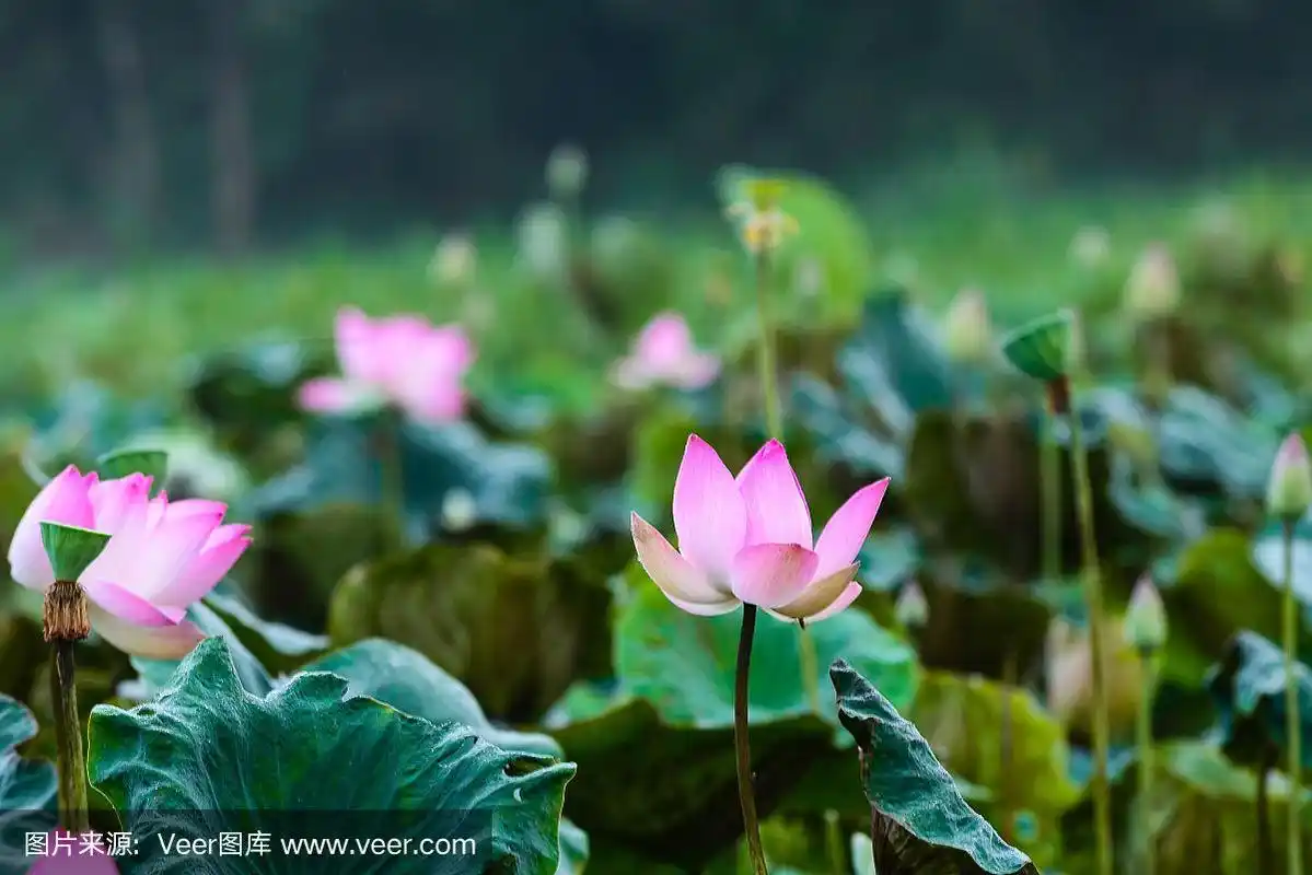 莲花,佛教的象征
