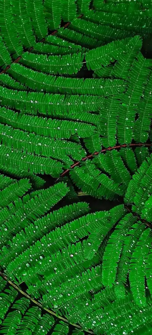 《幸运草》绿色护眼手机壁纸_网易订阅