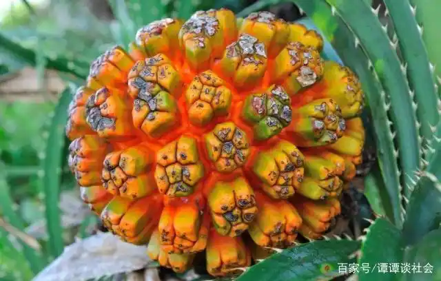 全球最怪异的水果你吃过几种?估计有人一种都没见过