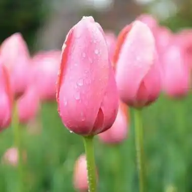 会带来好运的微信头像 好运连连微信头像图片 - 微信头像 - 潮人个性