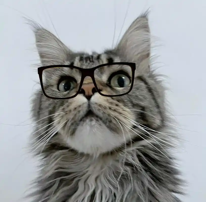戴眼镜的猫猫