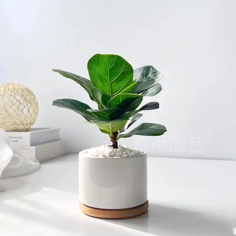 琴叶榕|北欧ins网红室内简约家居盆栽.琴叶榕(ficus  - 抖音