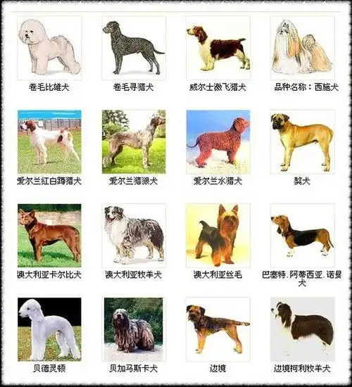 世界名犬,你知道多少?