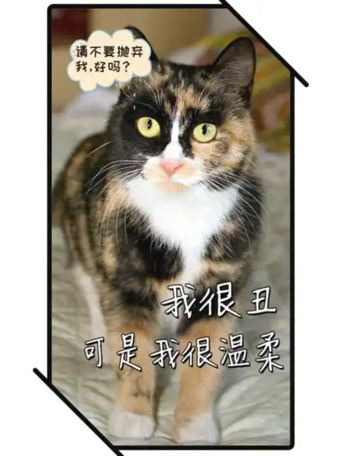 我很丑可是我很温柔