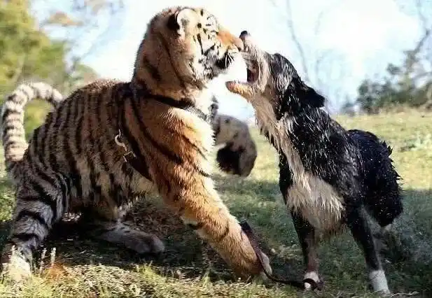 狗比虎大4岁婚姻合适吗,男属狗女属虎相差5岁婚