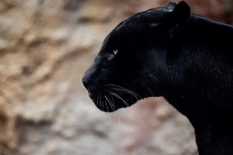 黑豹- 自然类-摄影大赛2016 - 国家地理中文网