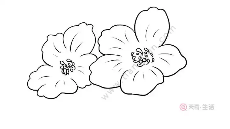 桃花简笔画 桃花的画法